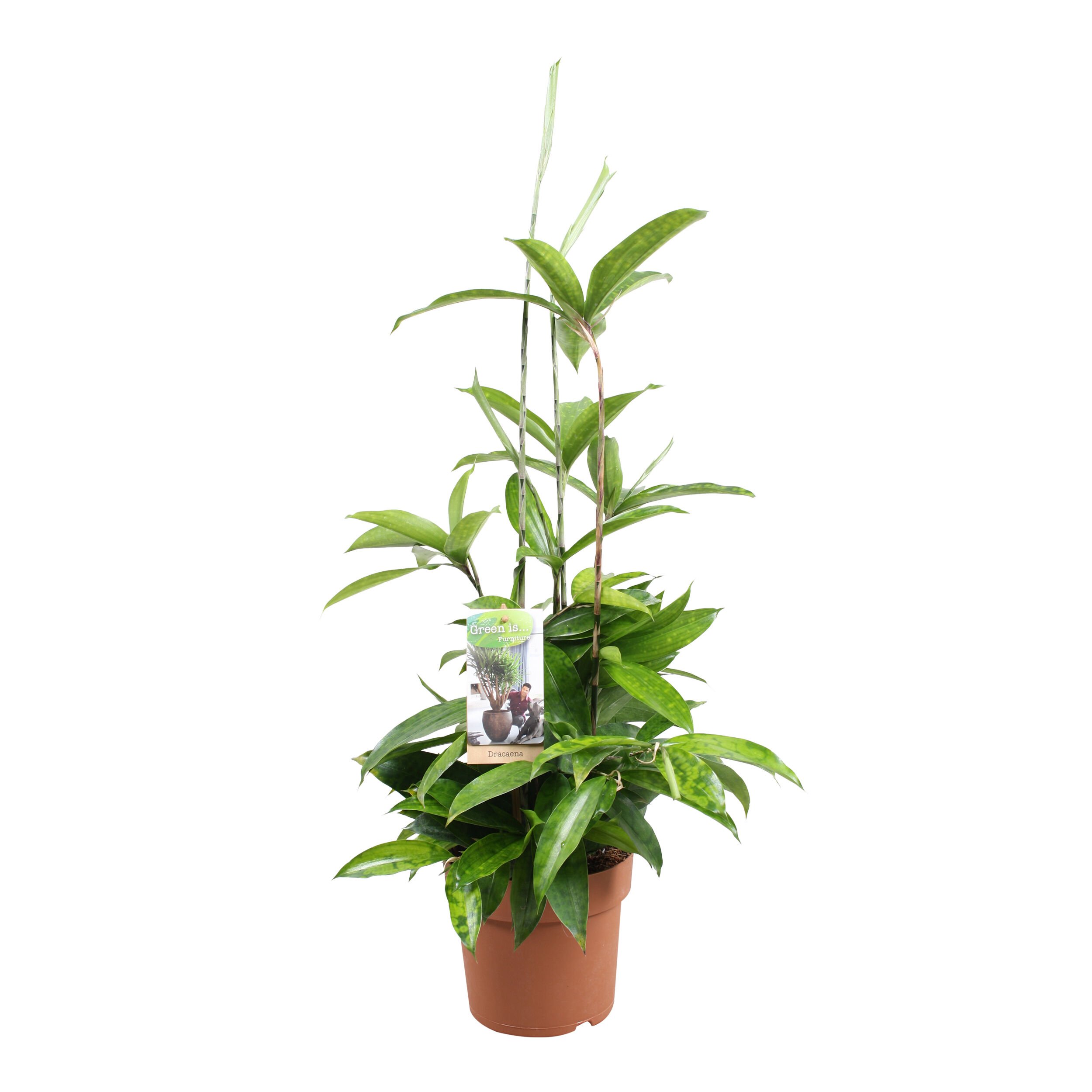 Dracaena (drakenbloedboom) - Kamerplant