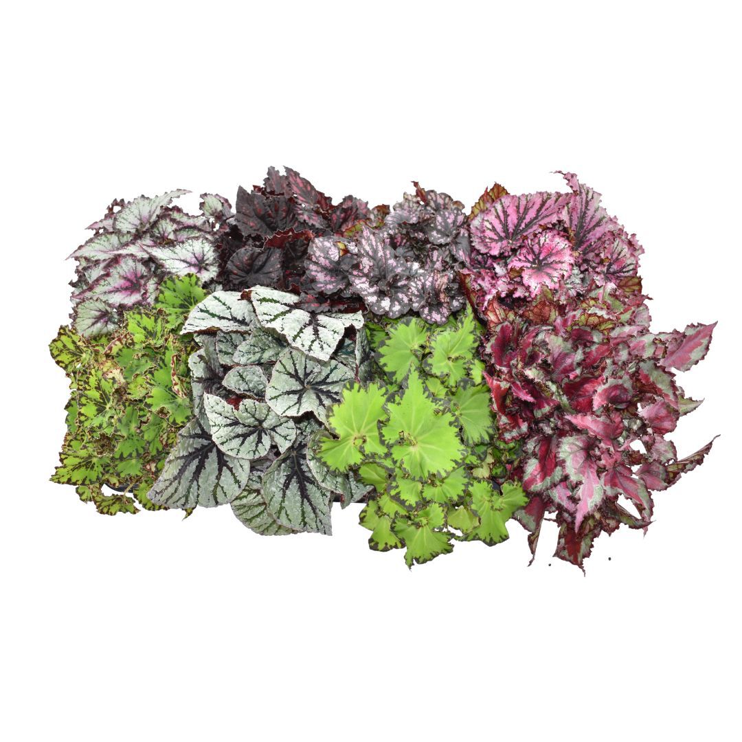 Bladbegonia - Kamerplant