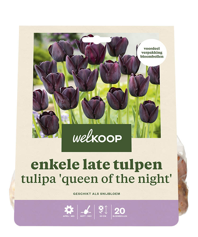 Welkoop Tulp Carlijn - Bloembollen