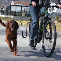 Quapas - Fietsenspringer - Hond onderweg - 22x40x3.5 cm
