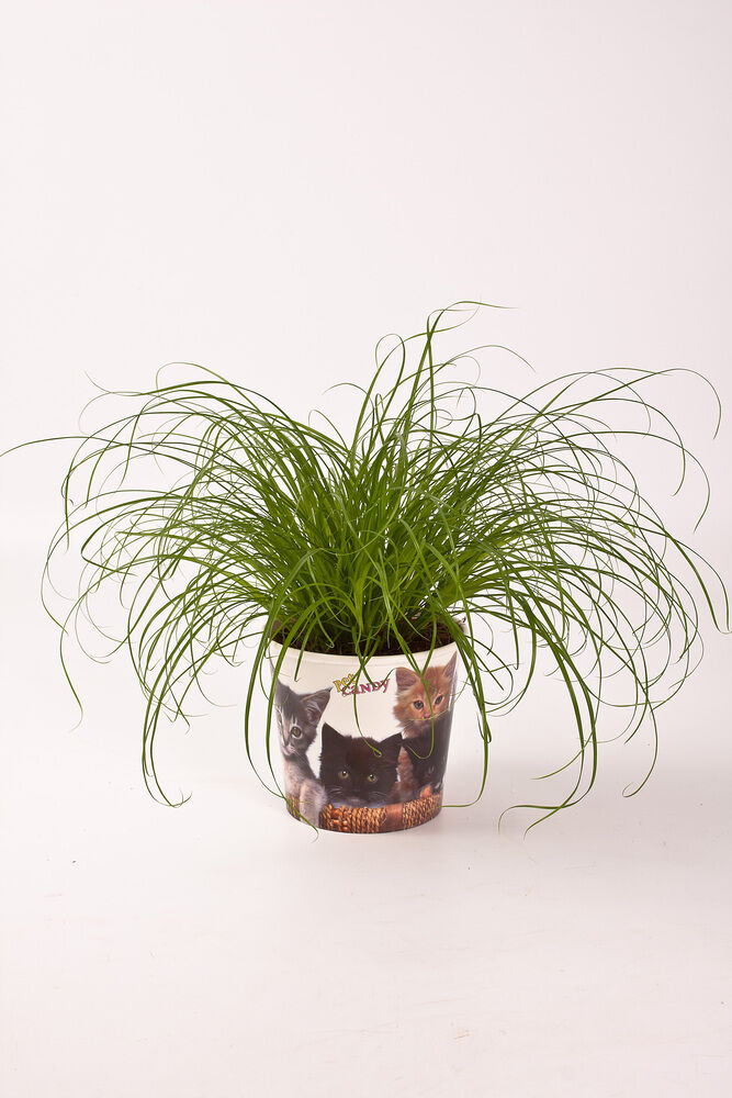 Kattengras (Cyperus) - Kamerplant - 12 cm