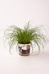 Kattengras (Cyperus) - Kamerplant - 12 cm