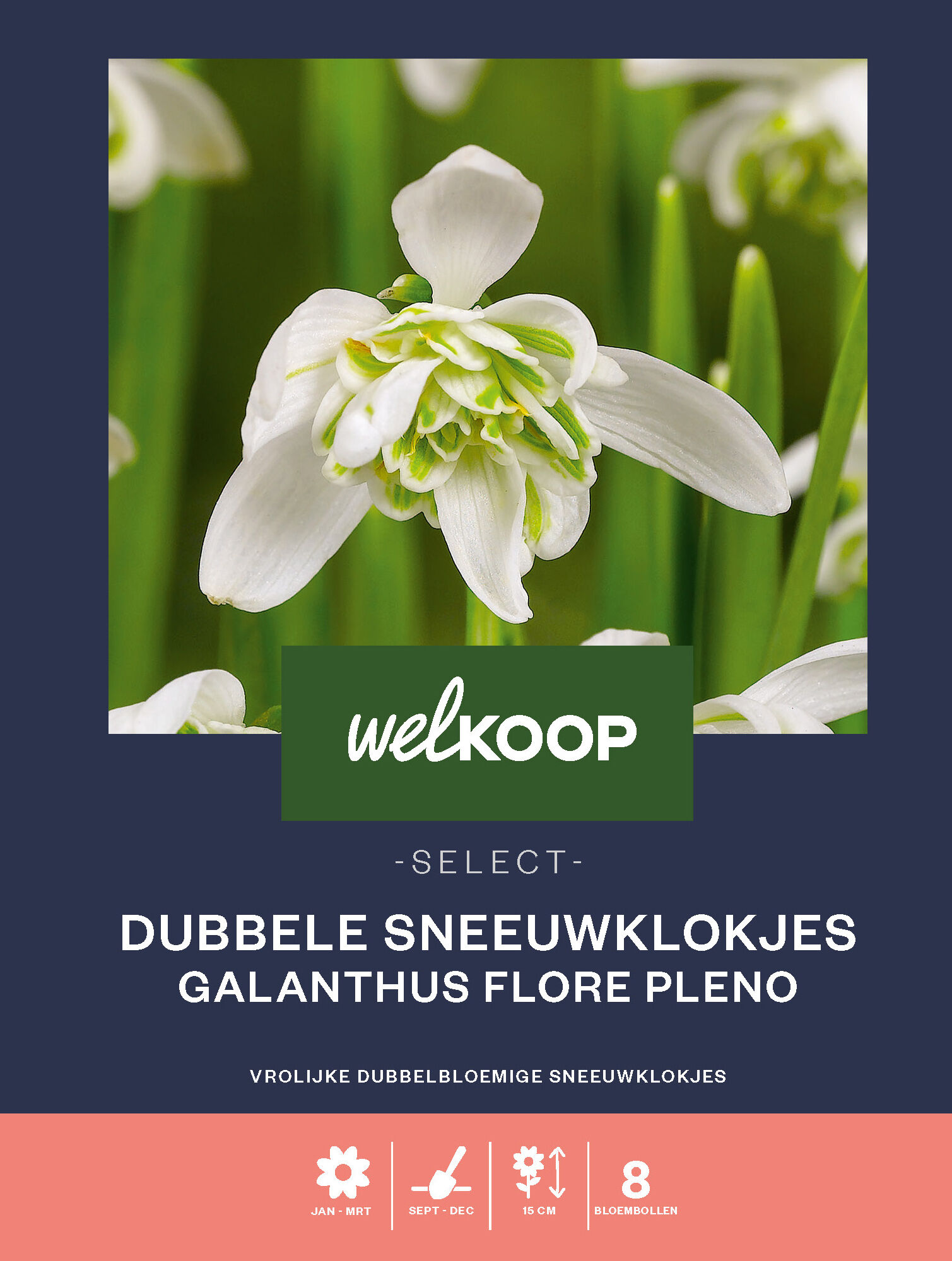 Welkoop Select Dubbele Sneeuwklokjes Galanthus Flore Pleno - Bloembollen