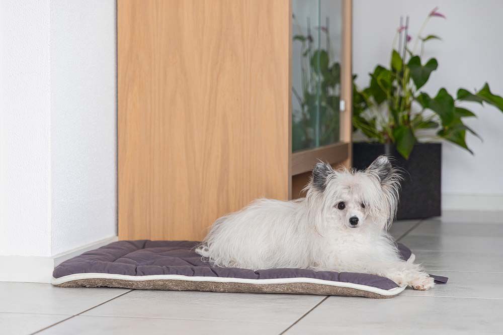 Dog Gone Smart Nano - Hondenkussen - grijs - 3.5x36x49 cm - XS