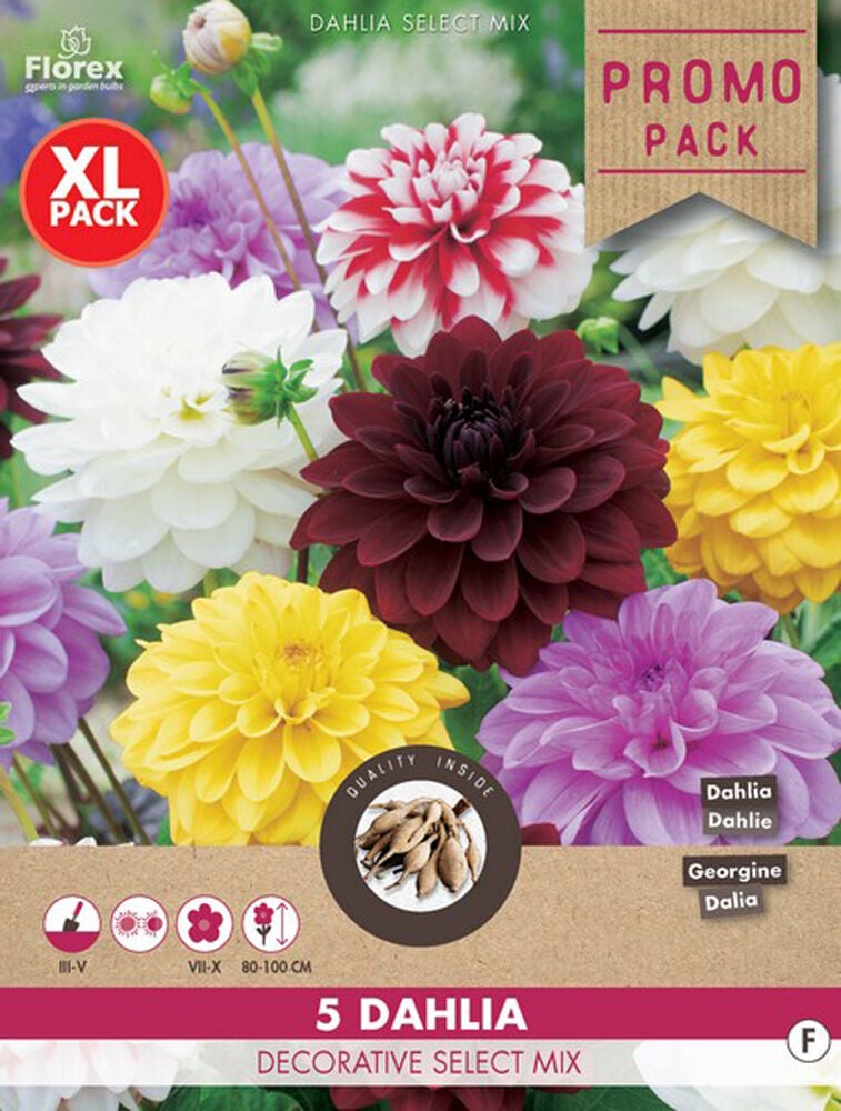 Florex Dahlia Decoratief Mix - Bloembollen