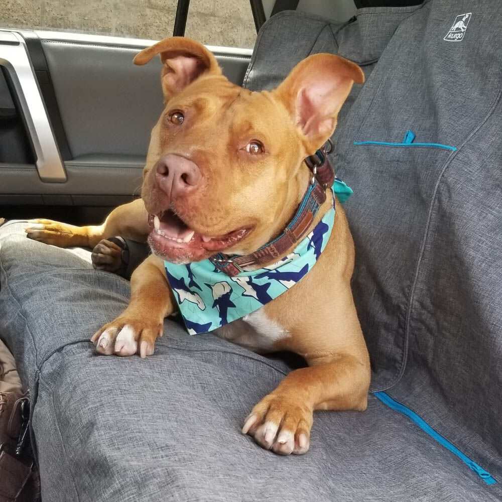 Kurgo Heather Achterbank - Beschermhoes - grijs