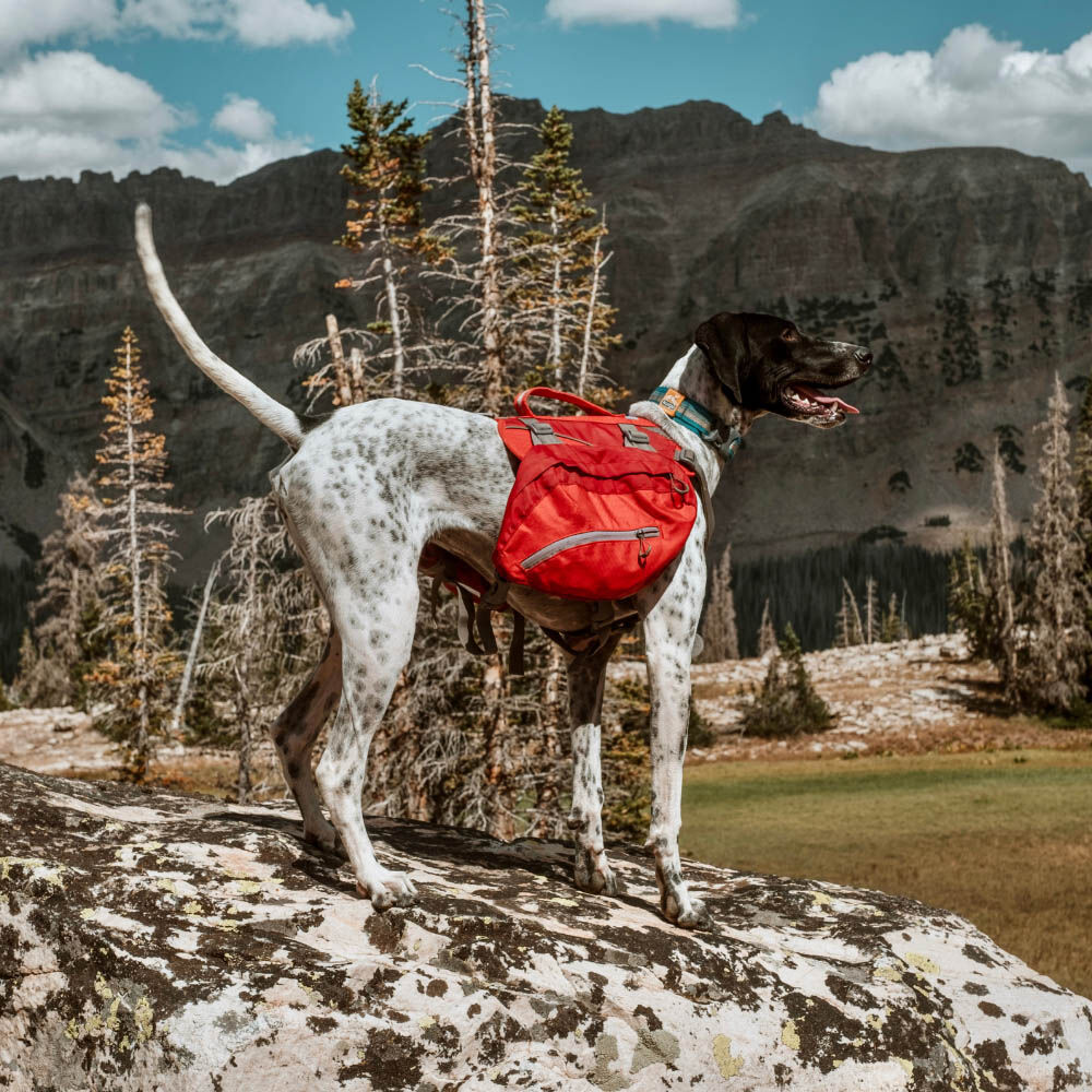 Kurgo Big Baxter Hondenrugzak - Reistas - Rood