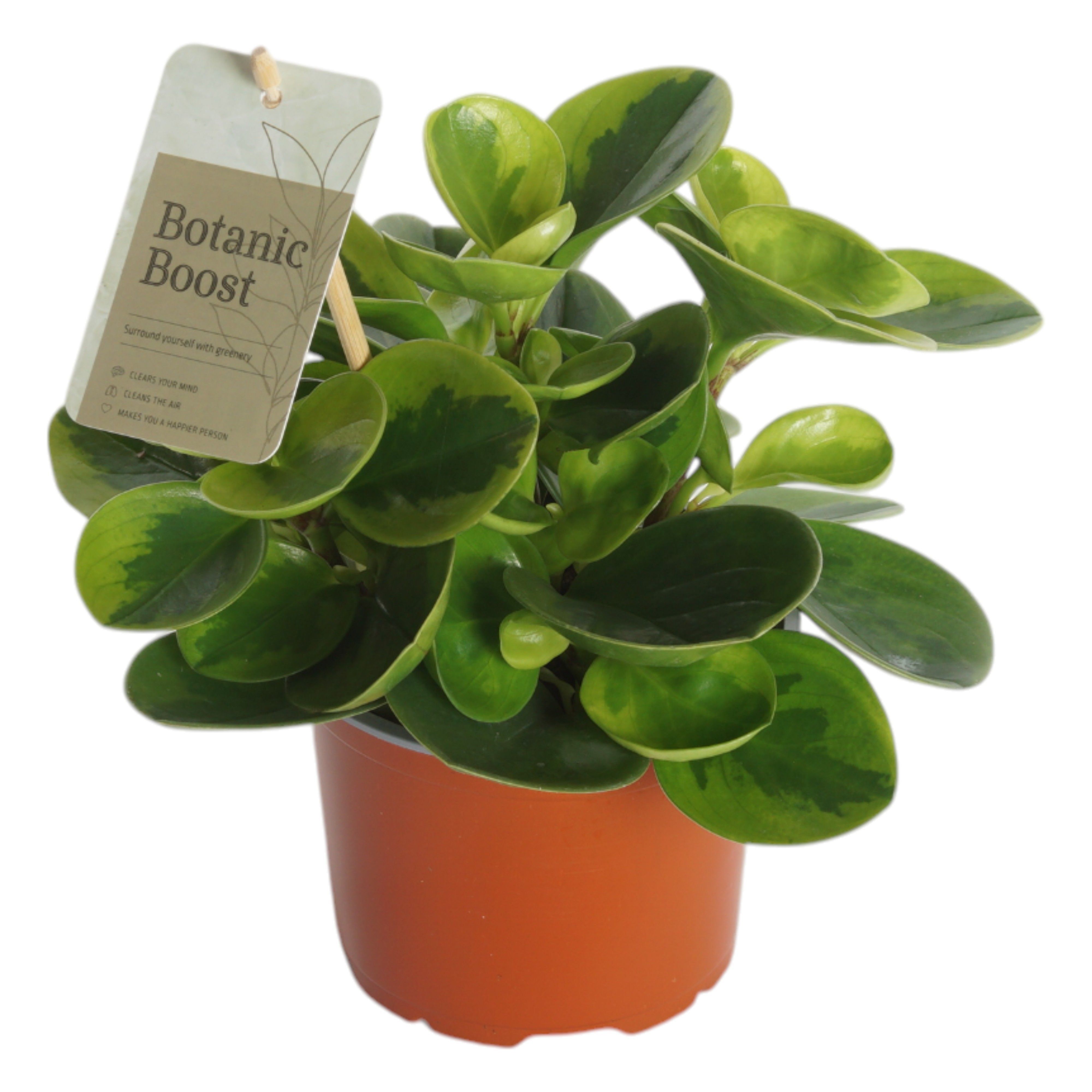 Peperomia - Kamerplant