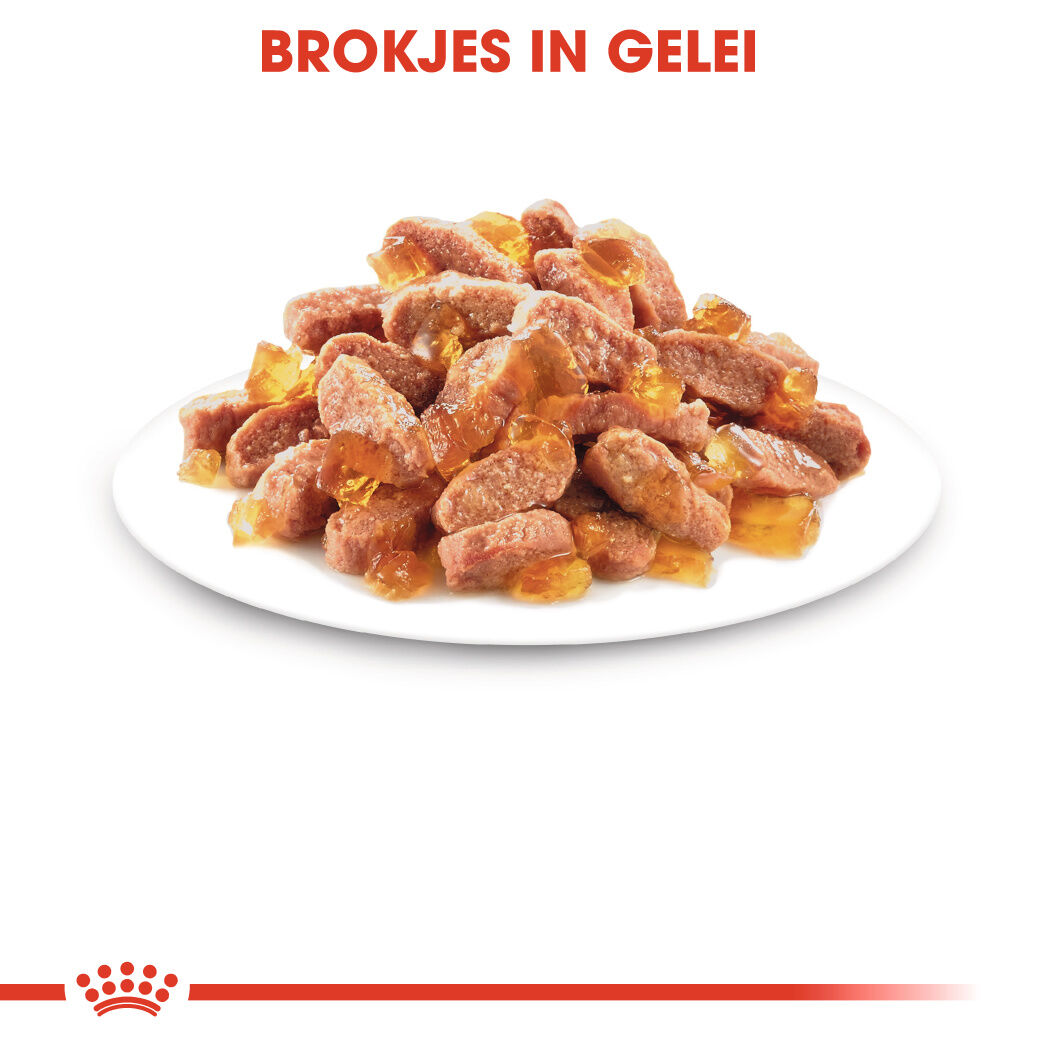 Royal Canin Kitten Pouch - Kattenvoer - 1020 Gram