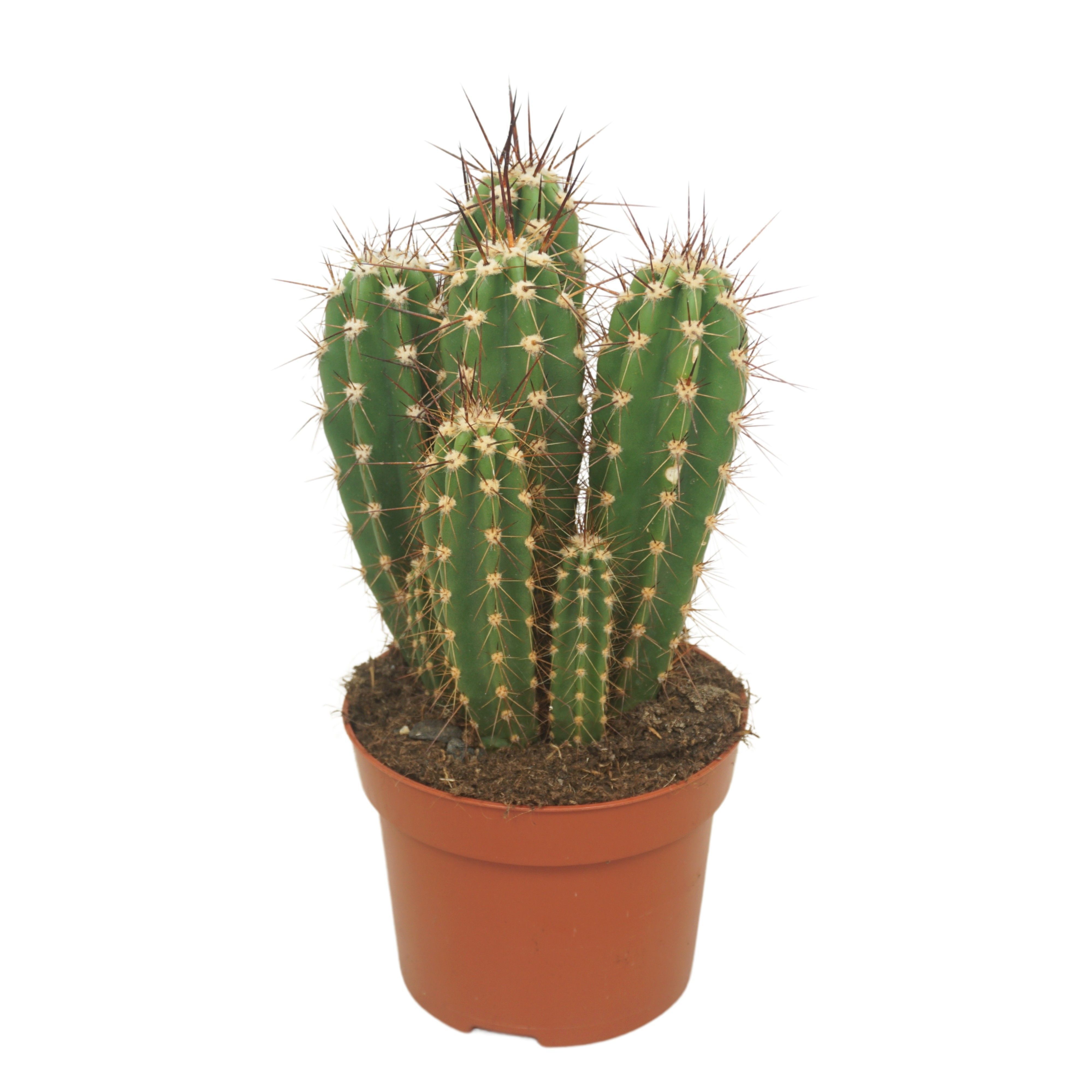 Cactus Mix - Kamerplant Cactus Mix - Kamerplant
