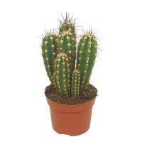 Cactus Mix - Kamerplant - 12 cm