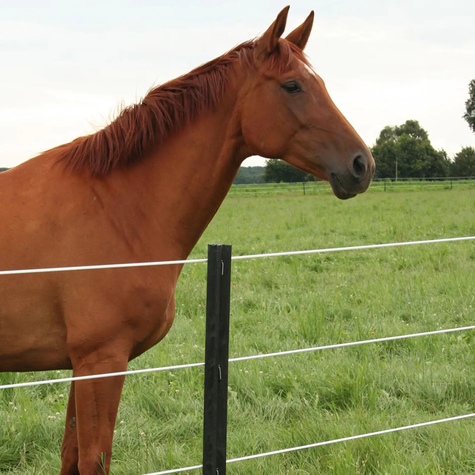 Gallagher Ecopaal - Afrasteringspaal - 13 cm - 4 Stuks - 190 cm - 185 cm