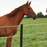 Gallagher Ecopaal - Afrasteringspaal - 13 cm - 4 Stuks - 190 cm - 185 cm