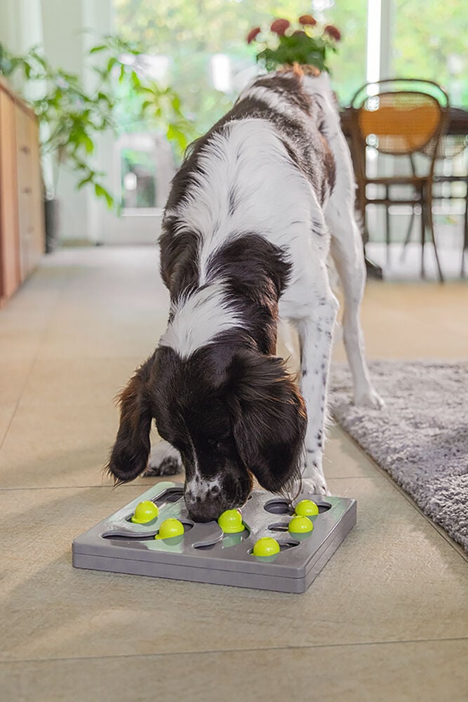 Beeztees Braingame Looki - Puzzel - Hondenspeelgoed - Multi - 4.5x28x28 cm