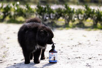 Sectolin Omega Olie - Immuunsysteem Hond en Kat - 500 Milliliter