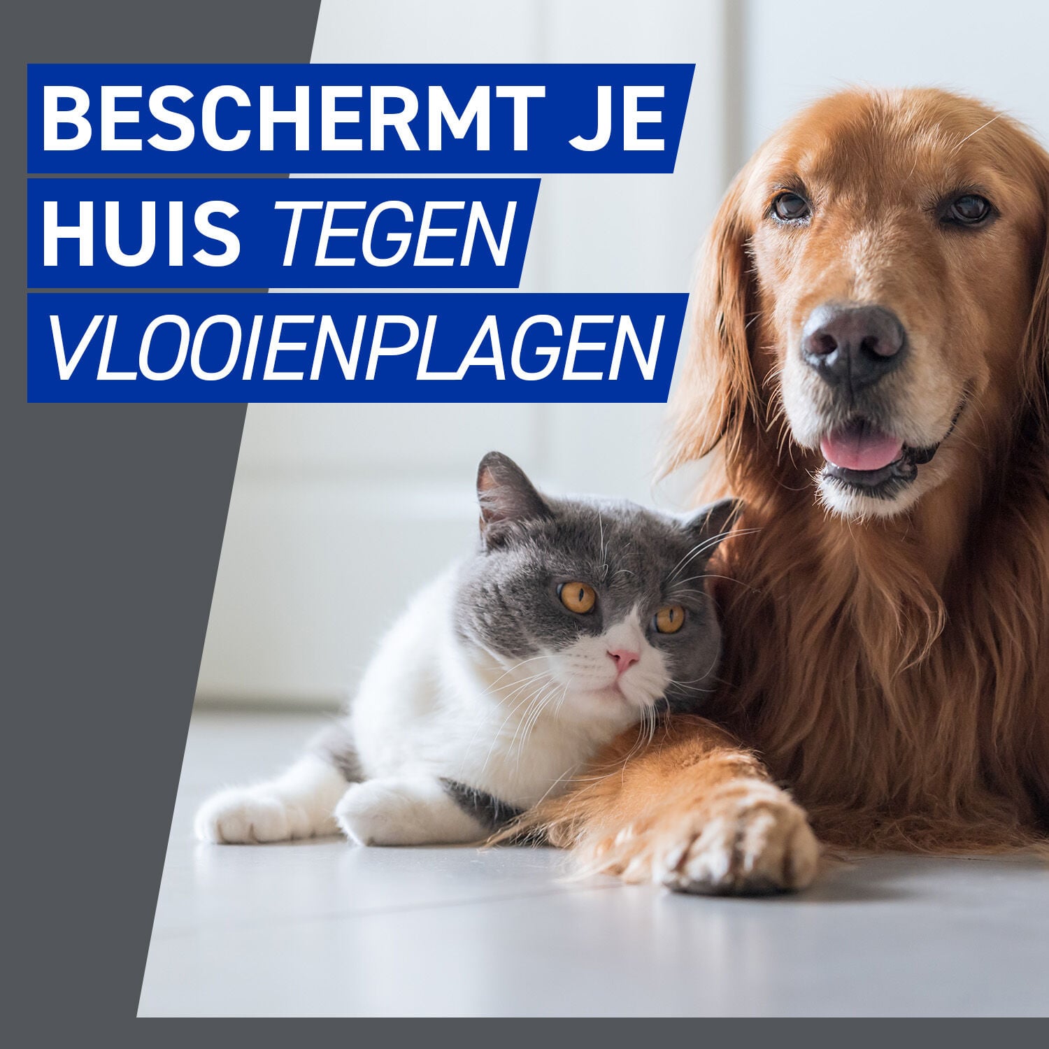 Frontline Homegard - Anti Vlooien en teken - Omgevingsspray - 500 Milliliter