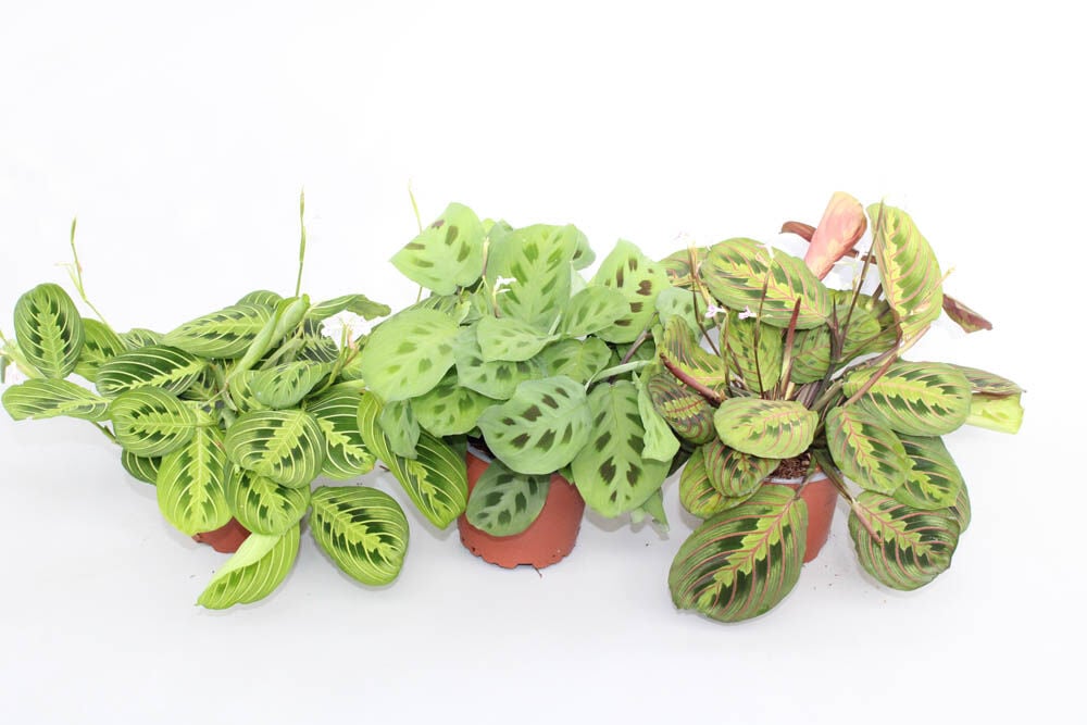 Gebedsplant (Maranta) - Kamerplant Gebedsplant (Maranta) - Kamerplant