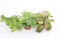 Gebedsplant (Maranta) - Kamerplant - 20 cm