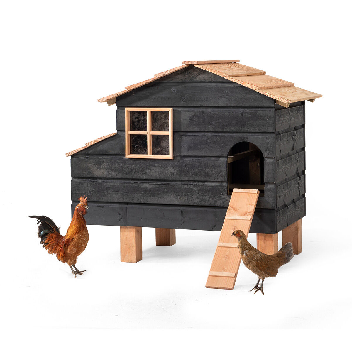 Glorenza  Harm - Kippenhok