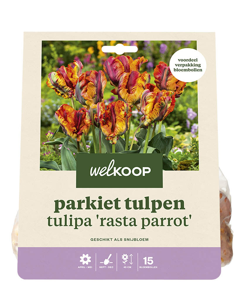 Welkoop Tulp Melissa - Bloembollen