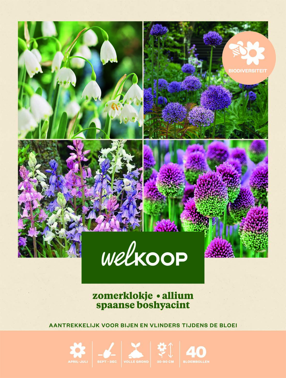 Welkoop Zomerklokje Allium Spaanse Boshyacint - Biodiversiteit - Bloembollen Welkoop Zomerklokje Allium Spaanse Boshyacint - Biodiversiteit - Bloembollen