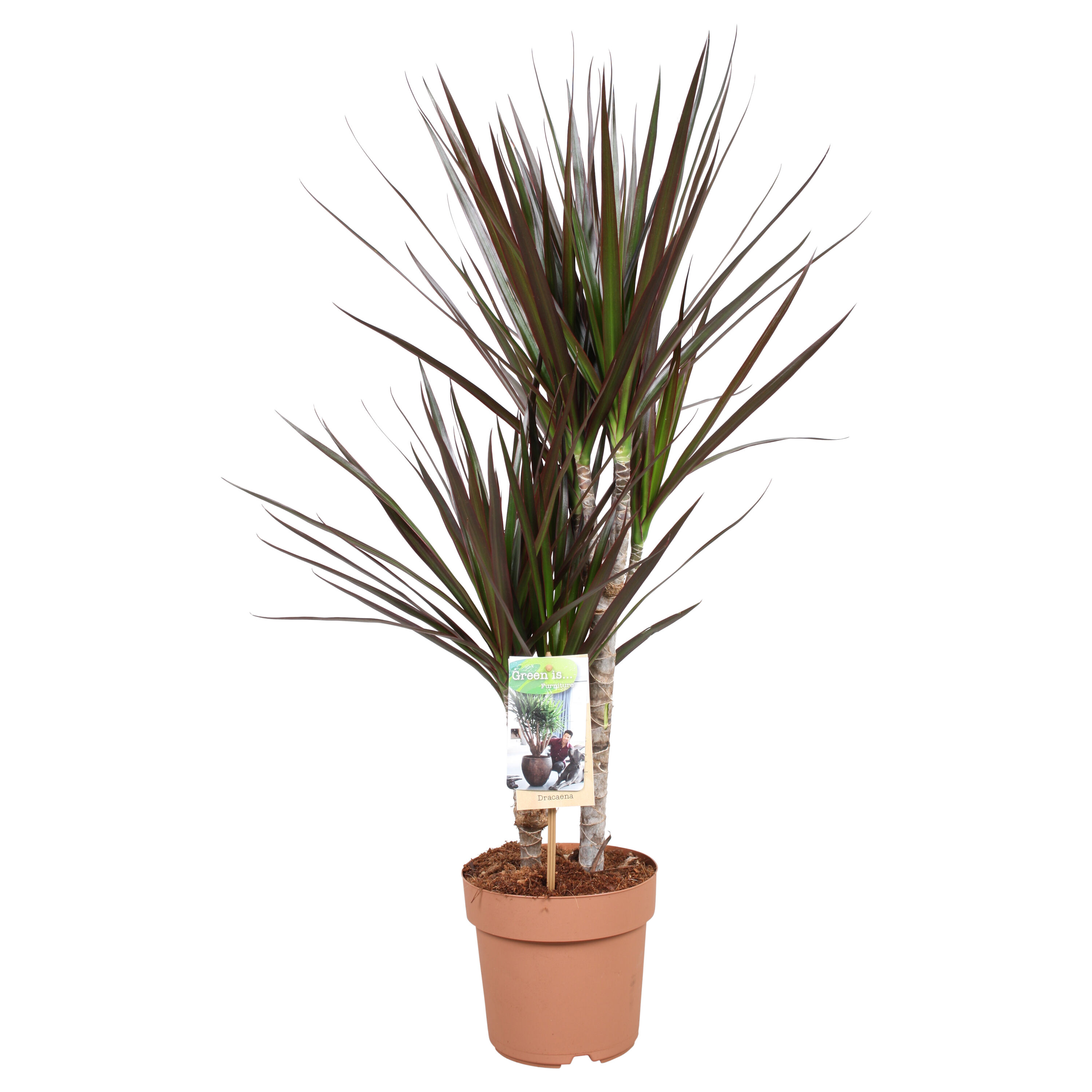 Dracaena (drakenbloedboom) - Kamerplant