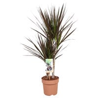 Dracaena (drakenbloedboom) - Kamerplant - 17 cm