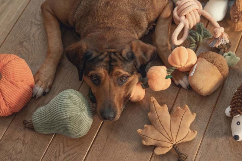 Beeztees Eikel met Touw - Knuffel - Hondenspeelgoed - Bruin - 10x11x1 cm