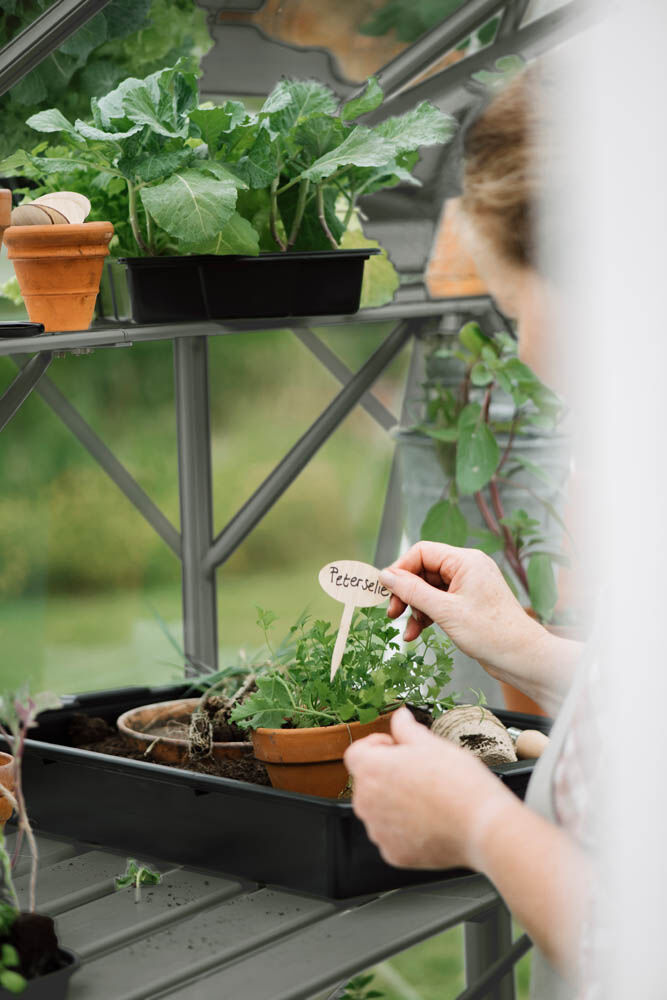 Royal Well Mary IV - Kweekschap - groen - 2.5x22.5x416.4 cm