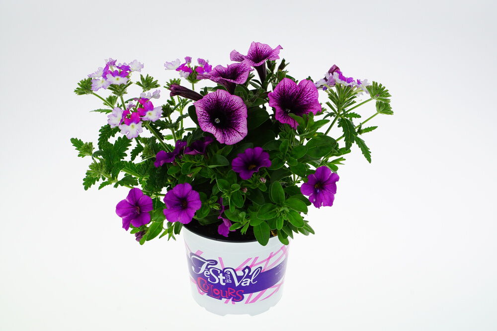 Festival Colours mix - Eenjarige planten - Divere kleuren