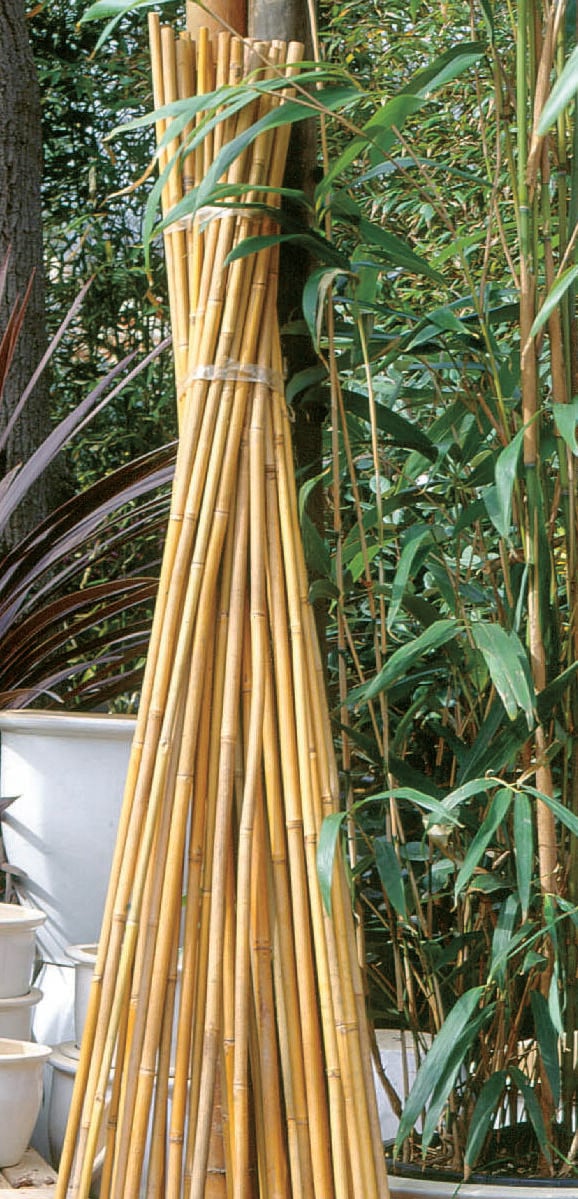 Nature Bamboestokken - Klim- en Geleide Artikelen - 61x4x63 cm - 60 cm Nature Bamboestokken - Klim- en Geleide Artikelen - 61x4x63 cm - 60 cm