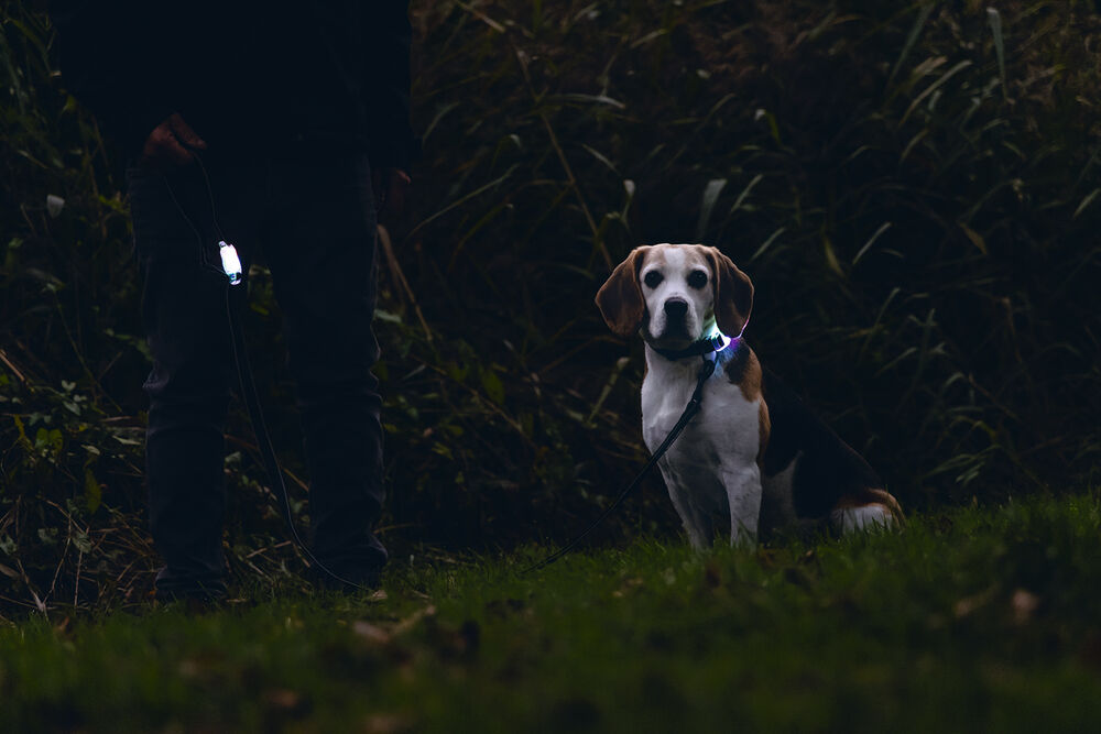 Beeztees Parinca - Reflecterende Hondenriem - zwart - 2 cm - 150 cm