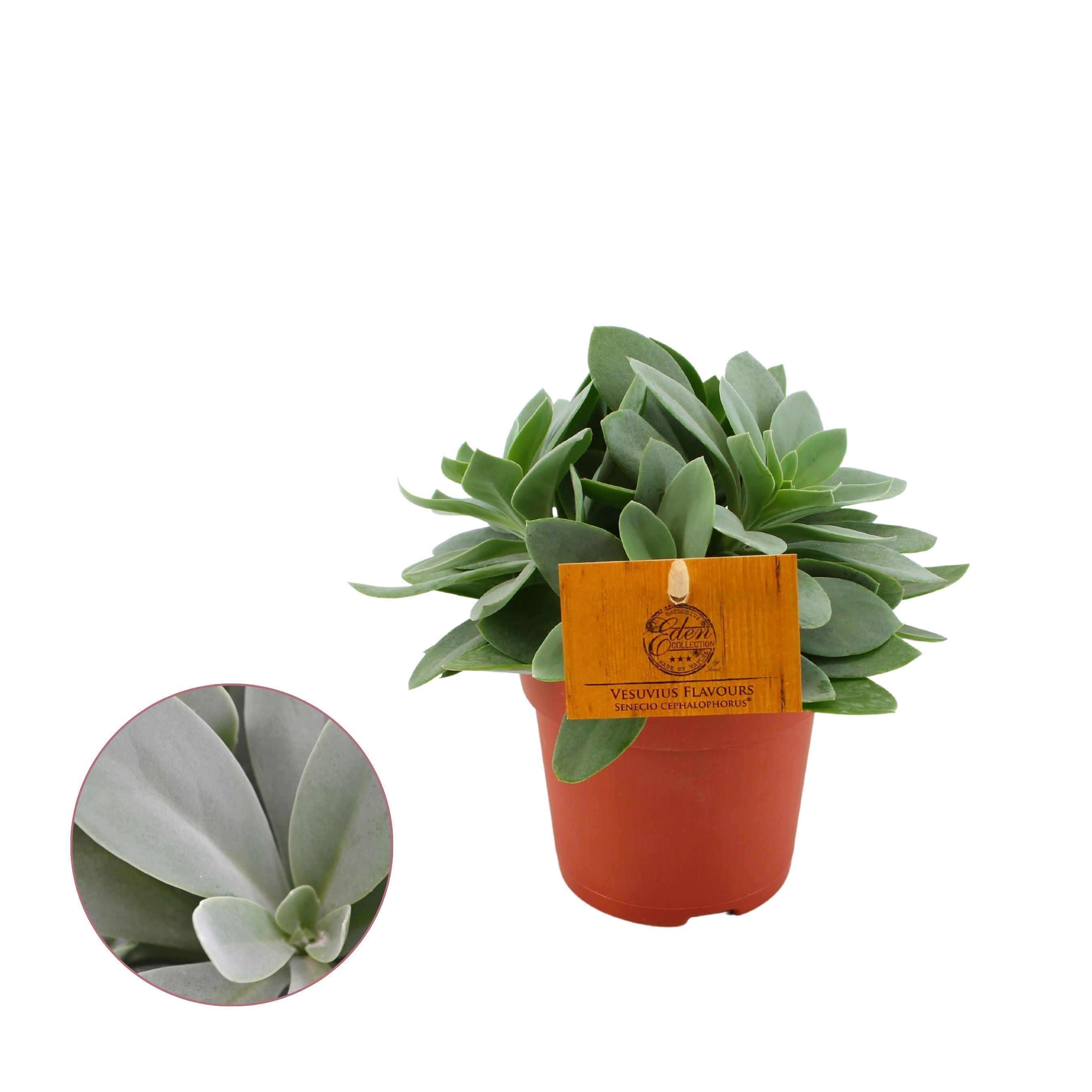 Senecio Cephalophorus - Kamerplant - 12 cm Senecio Cephalophorus - Kamerplant - 12 cm