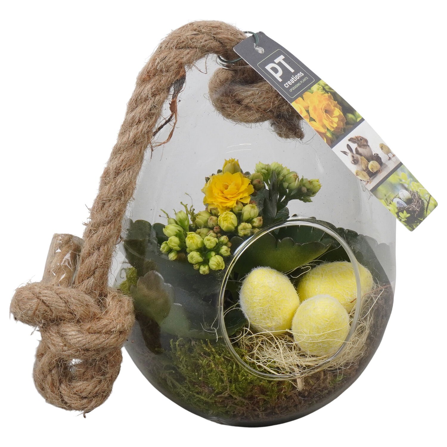 Pasen Arrangement - Kamerplanten in fles - 13 cm Pasen Arrangement - Kamerplanten in fles - 13 cm