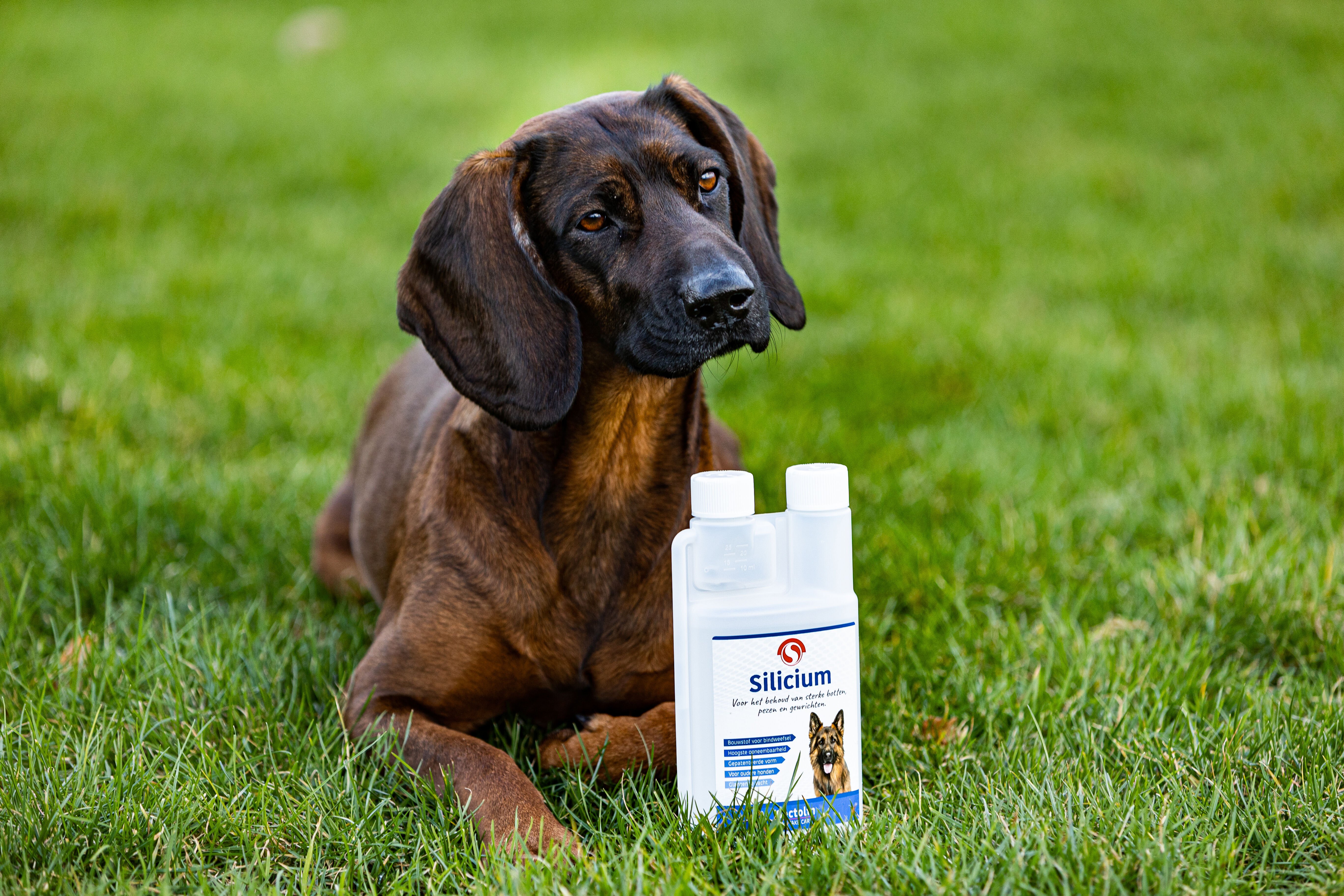 Sectolin Silicium - Gewrichten en botten Hond - 500 Milliliter