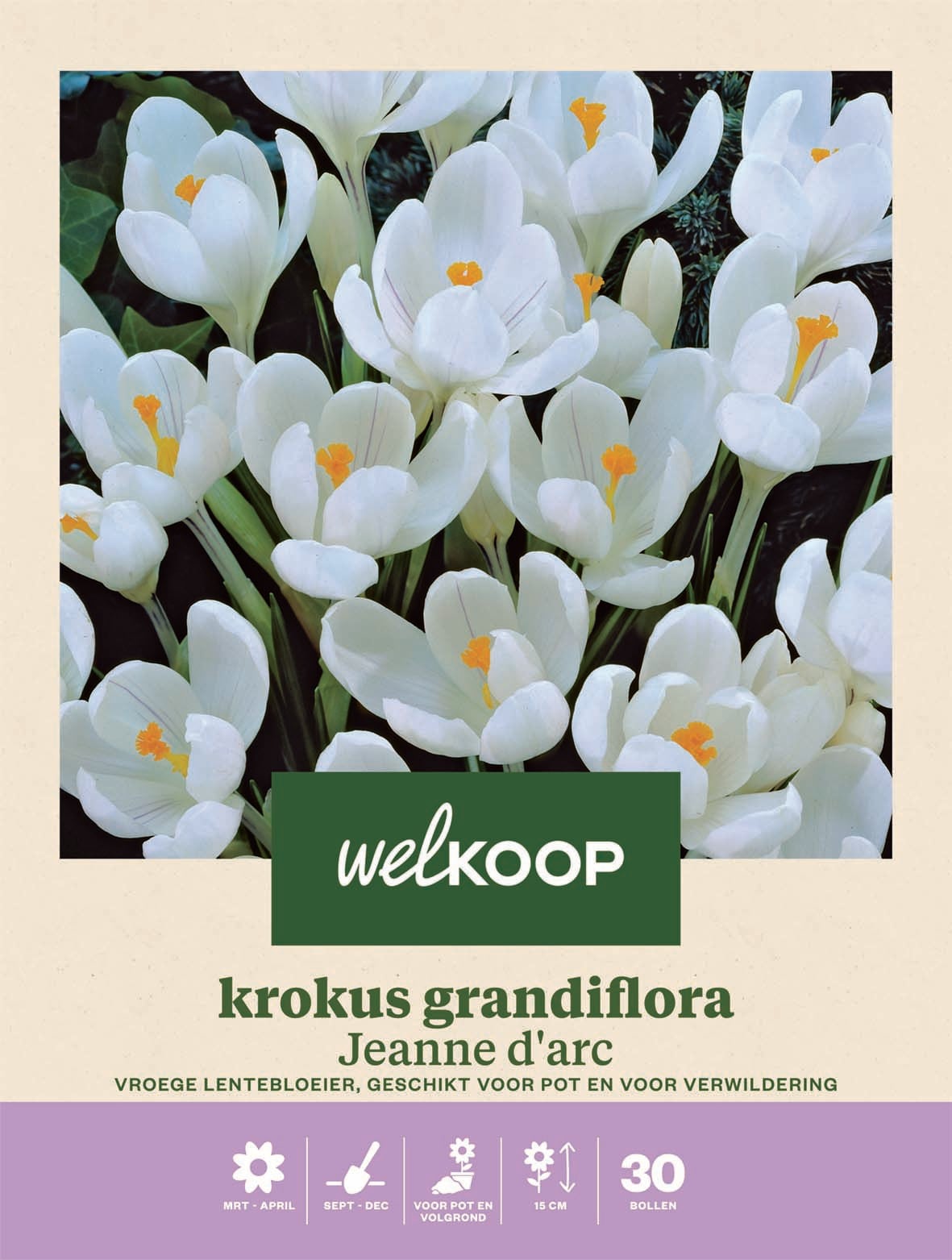 Welkoop Krokus Grandiflora Jeanne d'Arc - Bloembollen Welkoop Krokus Grandiflora Jeanne d'Arc - Bloembollen