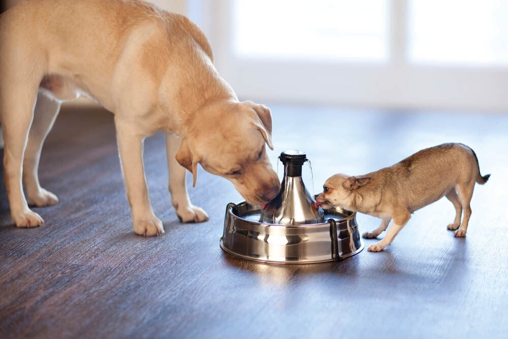 Petsafe 360 - Drinkfontein RVS - 0.8 l - Multi - 18x37x37 cm
