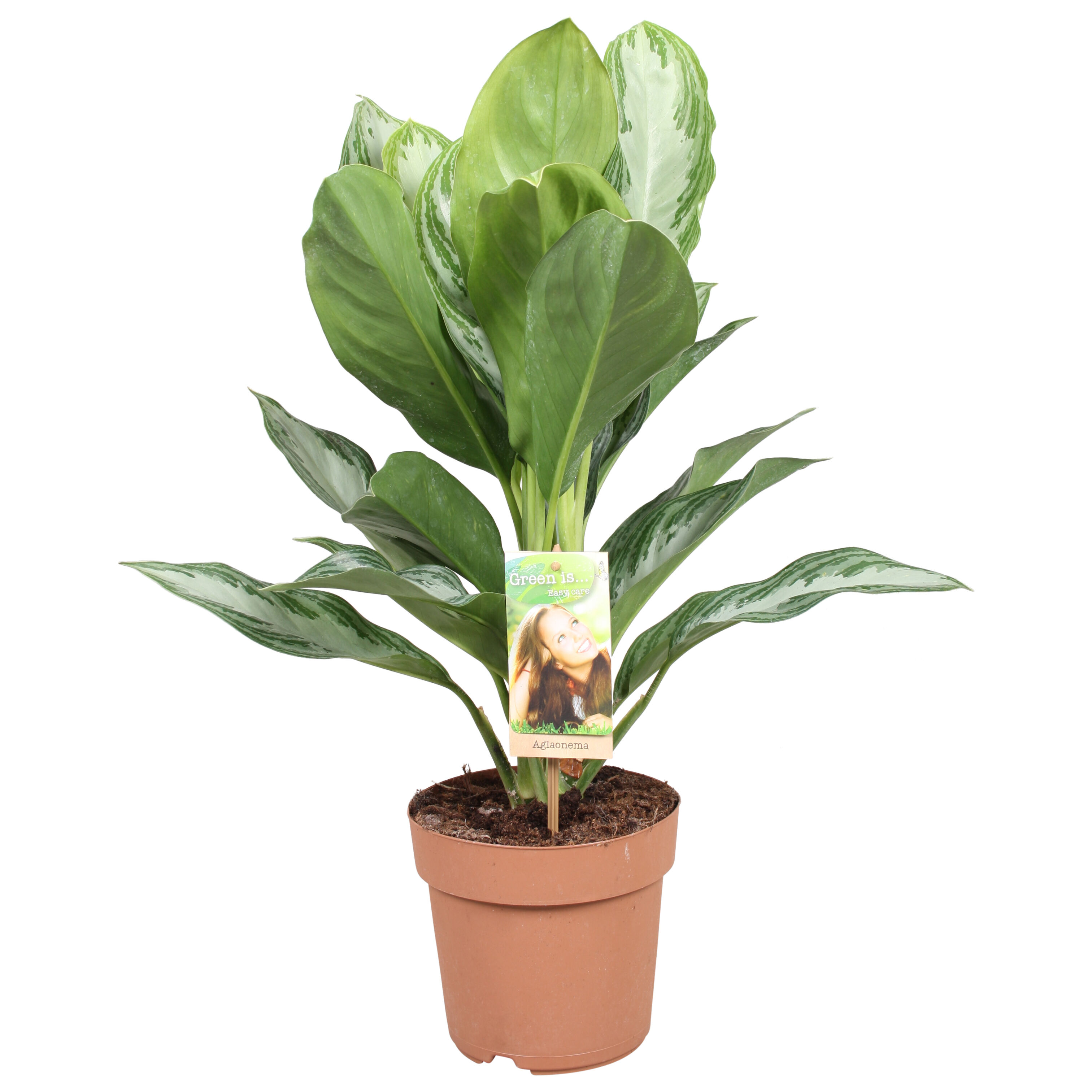 Aglaonema - Kamerplant - 17 cm