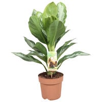 Aglaonema - Kamerplant - 17 cm