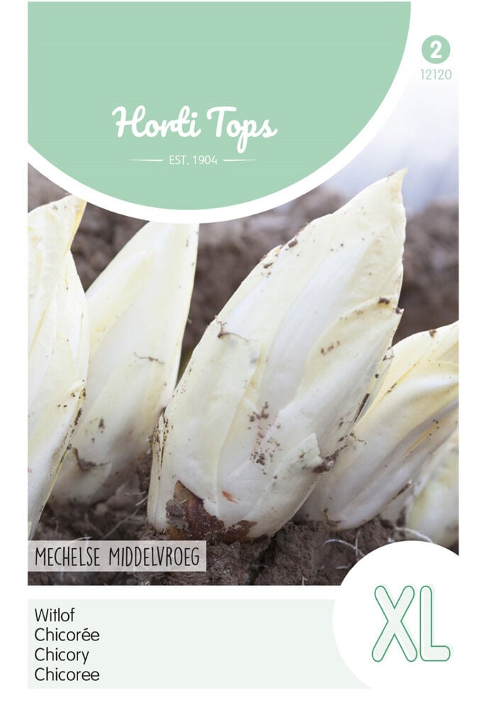 Hortitops Witlof Cichorium intybus Brusselse Mechelse Middenvroeg - Groentezaden