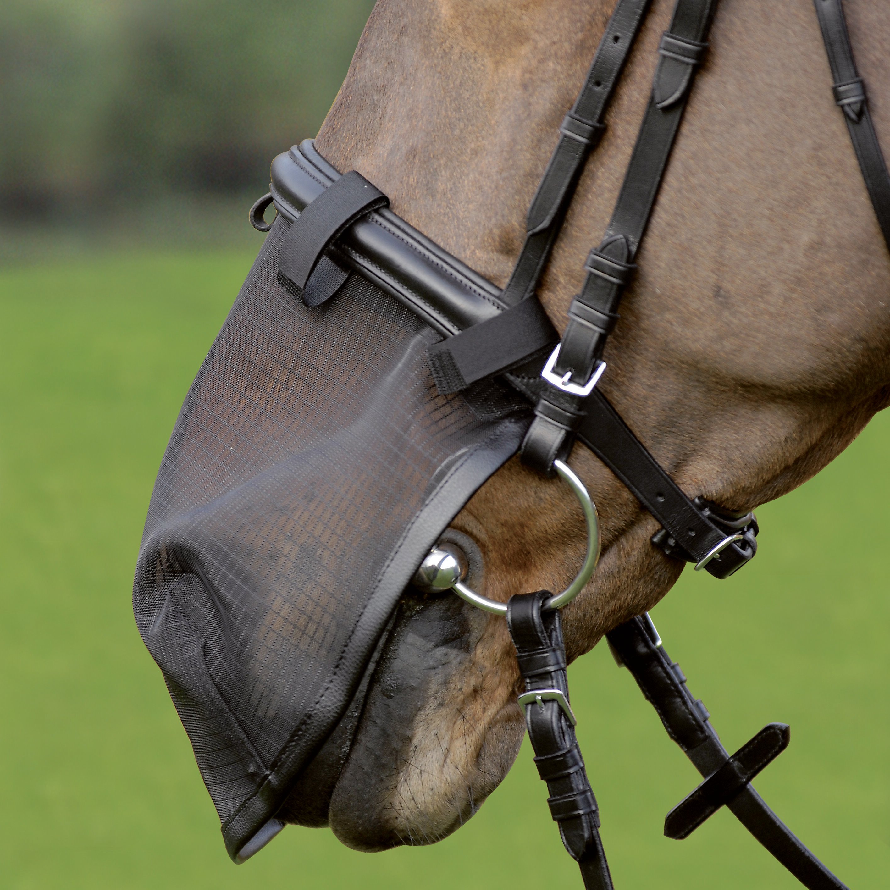 Waldhausen - Neusnetje