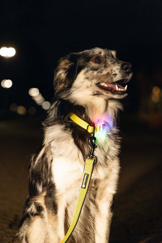 Beeztees Parinca Premium LED - Veiligheidsriem Hond - geel - 2 cm - 150 cm