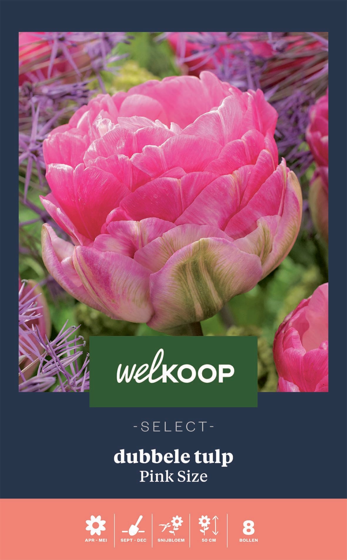 Welkoop Select Tulp Pink Size - Bloembollen