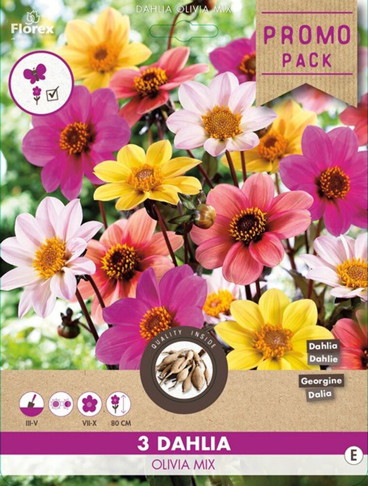 Florex Dahlia Happy Single Olivia - Bloembollen