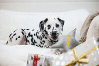 Designed By Lotte Kerstster Knuffel - Hondenspeelgoed - grijs - 29x27x27 cm