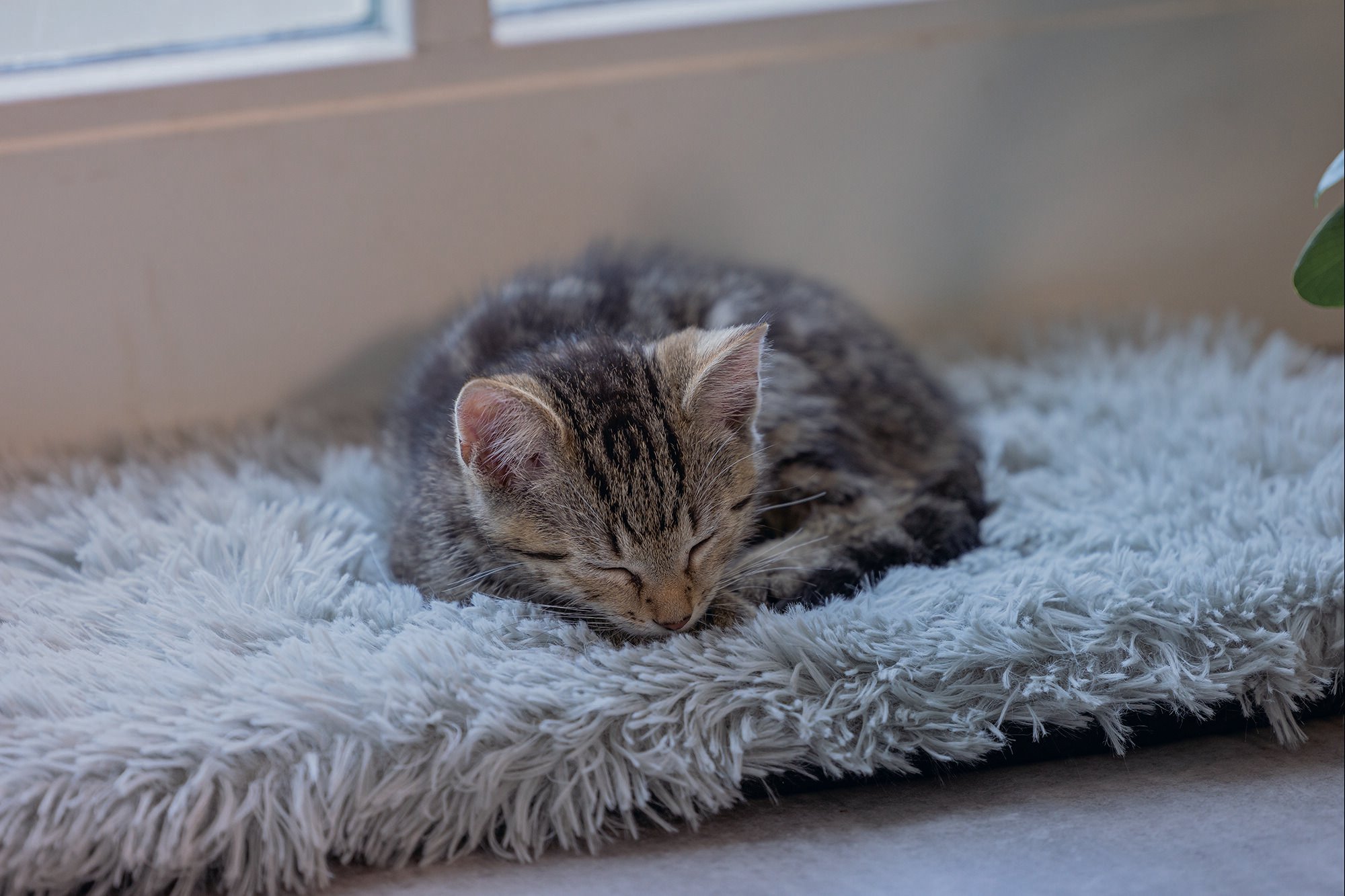 Beeztees Blizz Kitten - Vensterbankmat - Grijs - 3x65x27 cm