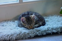 Beeztees Blizz Kitten - Vensterbankmat - Grijs - 3x65x27 cm