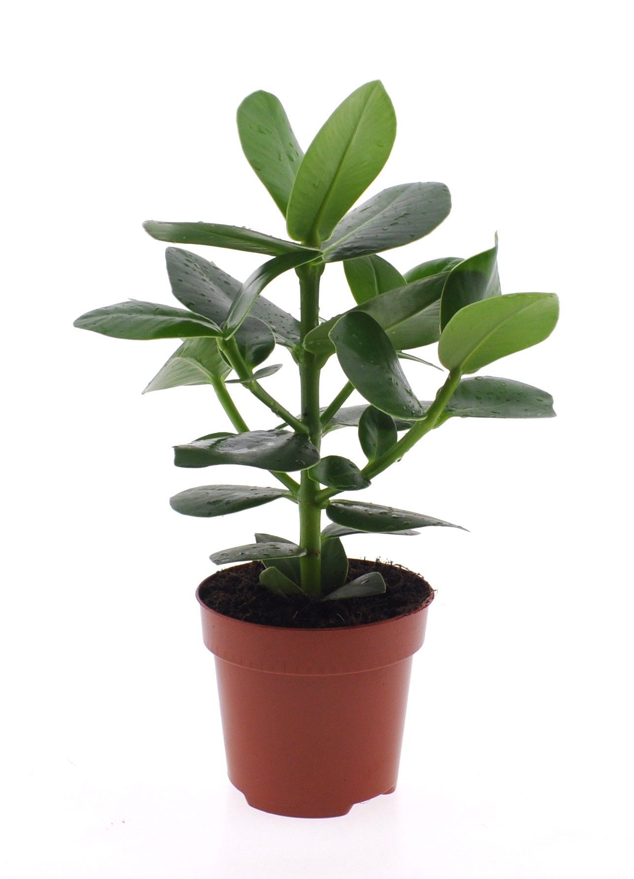 Clusia - Kamerplant Clusia - Kamerplant