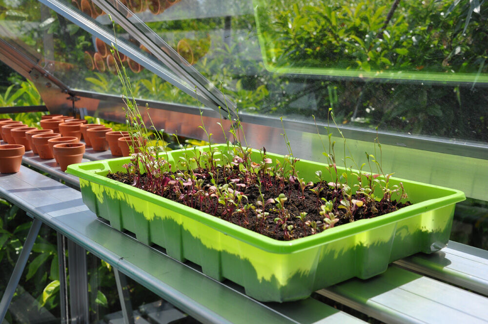 Royal Well Alu Sower 200 x 32,5 cm  - Kweekschap - M