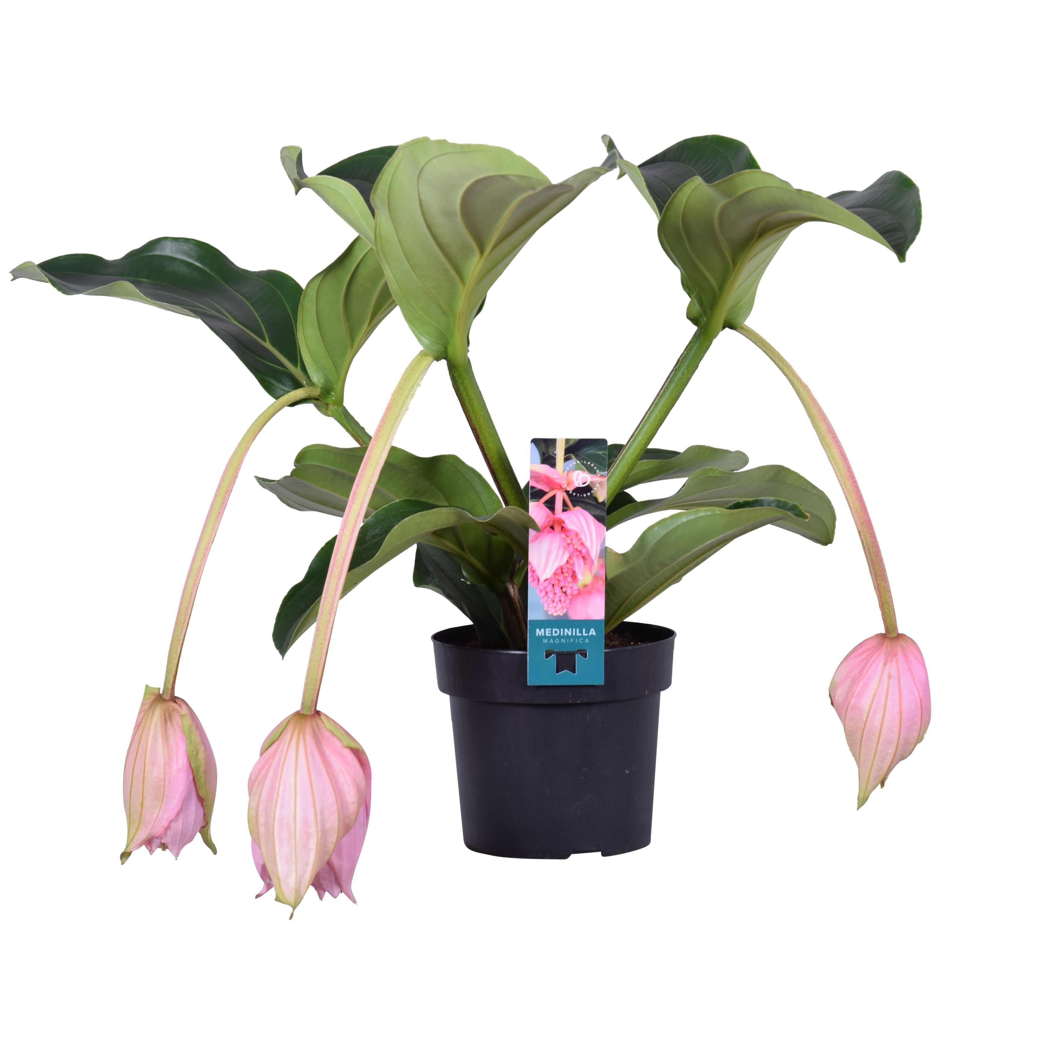 Medinilla - Kamerplant